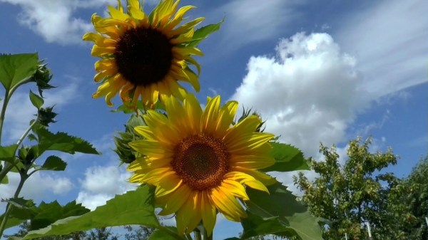 Close Up View of Sunflowers_PosterImage